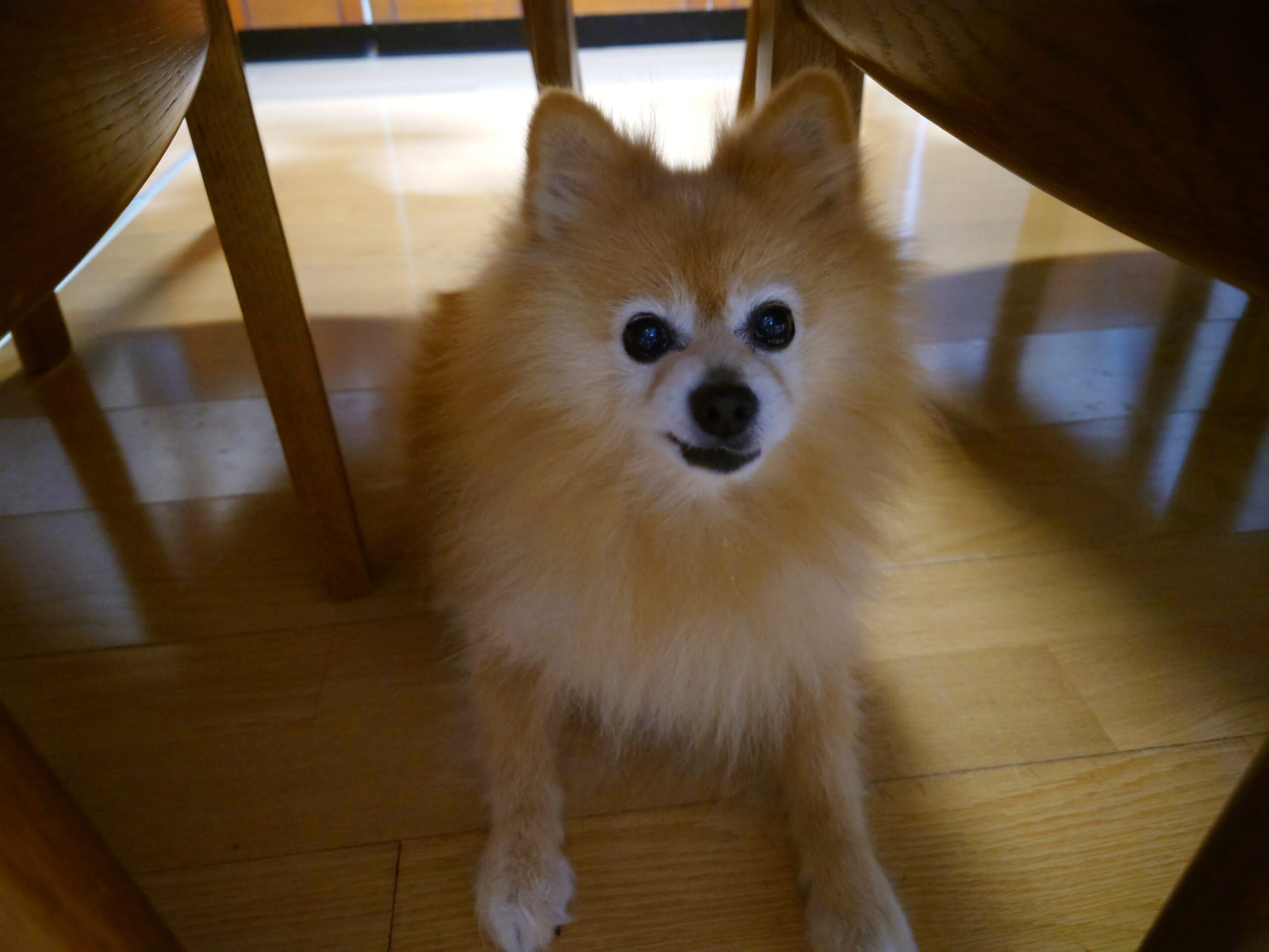 本年もよろしくお願いいたします。